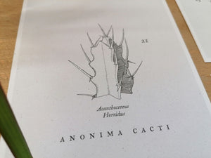 Invernadero Cacti Collection - Acanthocereus Horridus