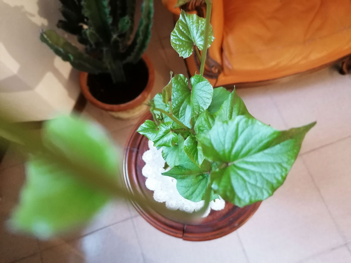 invernadero_040