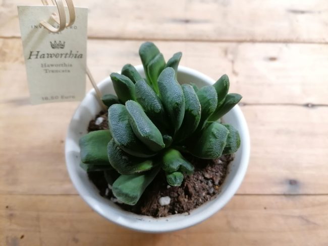 Haworthia