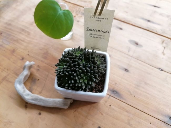 Sinocrassula