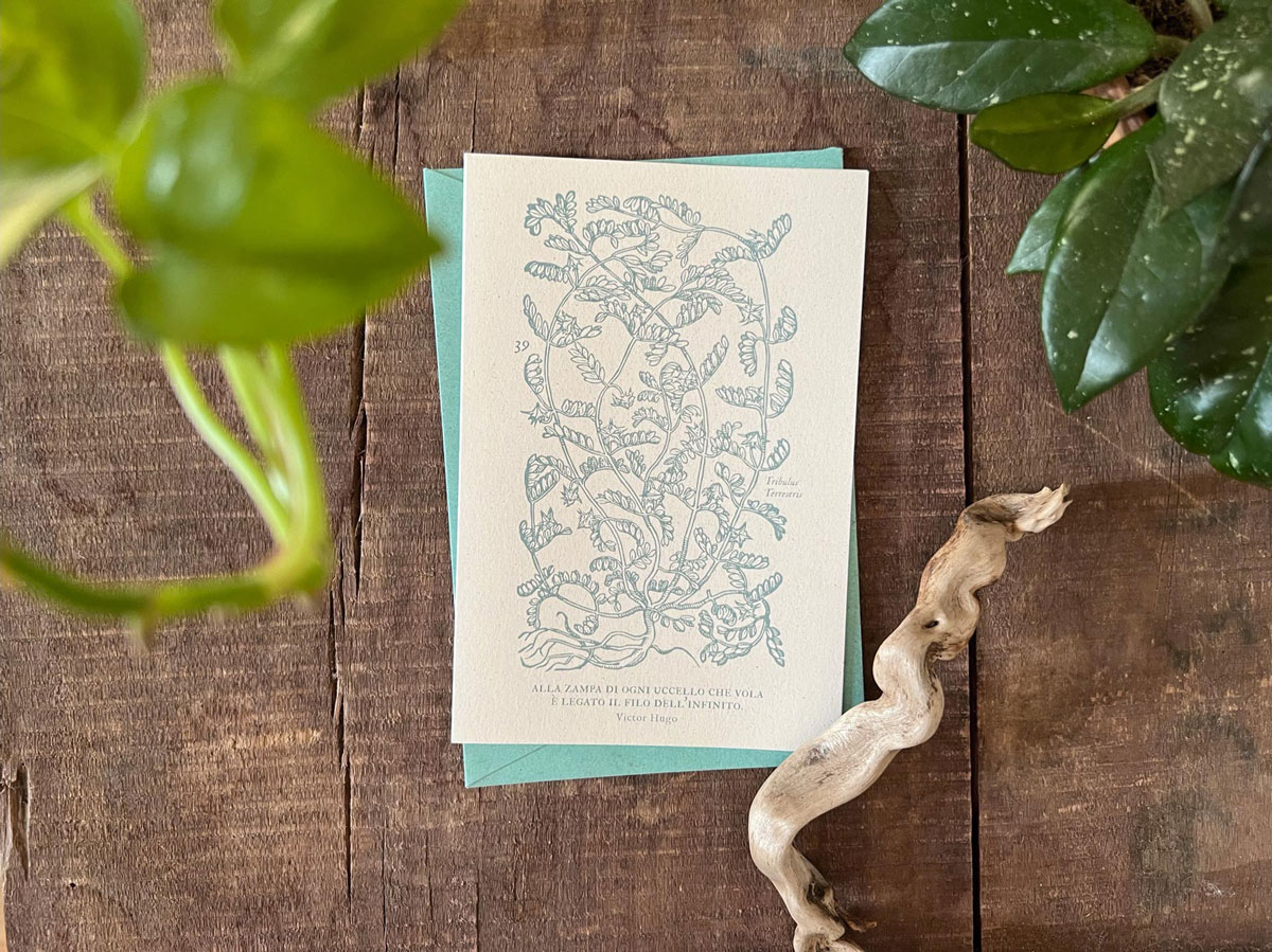 invernadero_biglietto-grande-39_05