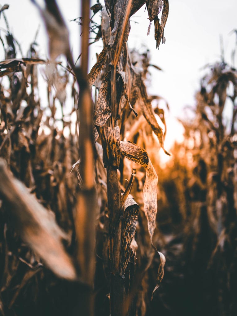 max-chan-3PzeSIgbub8-unsplash_